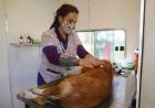 Nuevo operativo para el cuidado de la salud animal