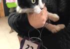  Jornada de castración y vacunación de mascotas Los Aromos