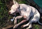 Un hombre mató de cinco tiros el perro de su vecino