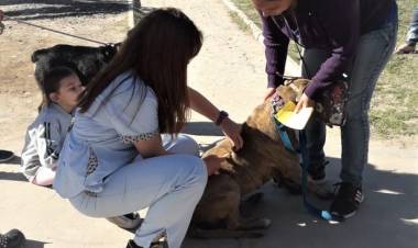 Continúa el operativo de sanidad animal