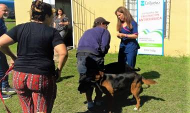 Con modificaciones en el cronograma, continúa la vacunación para perros y gatos Yahoo / Buzón