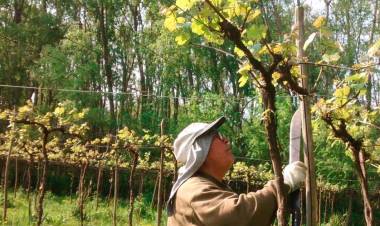 Fiesta del vino: una mirada retrospectiva