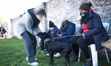 Nuevo operativo de castración de mascotas en Los Pozos