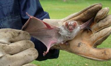 Alerta en Uribelarrea por un murciélago infectado de "rabia"