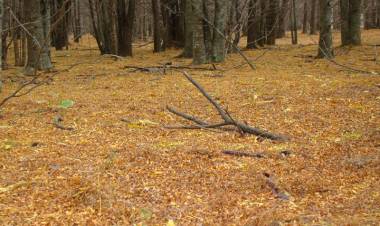 Lanzan el concurso fotográfico por el Bicentenario de Cañuelas