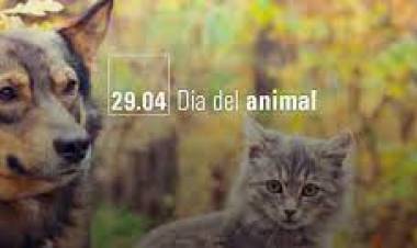 Para la Defensoría es necesario facilitar las castraciones y vacunas en animales