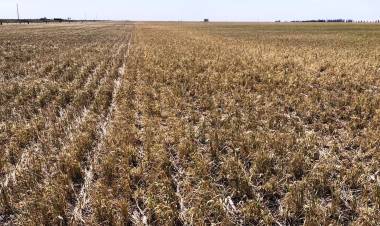 Declaran la Emergencia Agropecuaria para Cañuelas