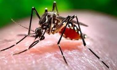 INFORME SOBRE DENGUE EN EL PARTIDO DE CAÑUELAS