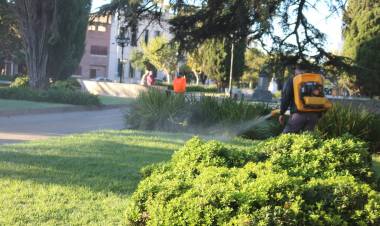 INFORME SOBRE DENGUE EN EL PARTIDO DE CAÑUELAS