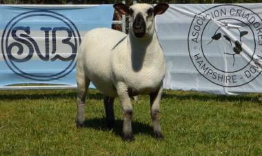El legado de La Unión y el camino hacia el congreso mundial de Hampshire Down