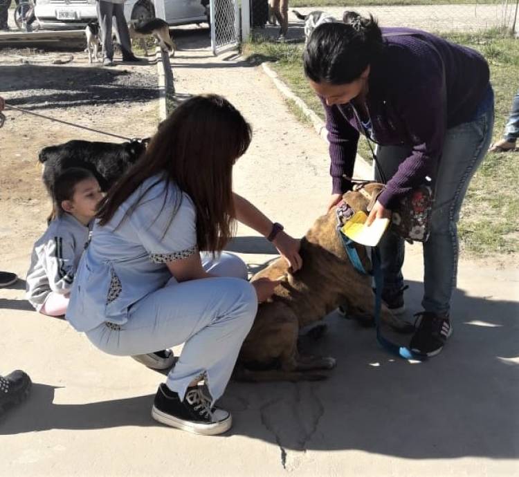 Continúa el operativo de sanidad animal