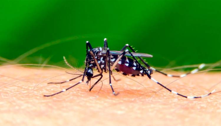 Intervención ante un caso presunto de dengue y campaña municipal de prevención