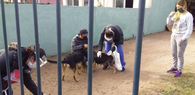 Vacunación antirrábica en el barrio Libertad