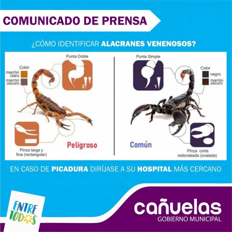 Aparición de alacranes en la zona