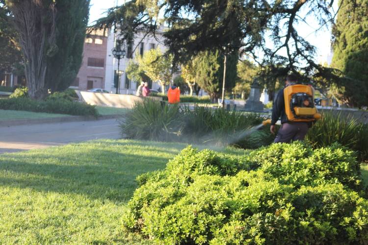 INFORME SOBRE DENGUE EN EL PARTIDO DE CAÑUELAS